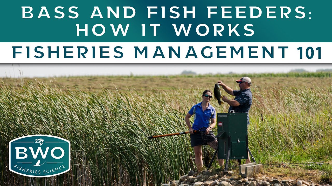 How Fish Feeders Work For Your Pond - Fisheries Management 101