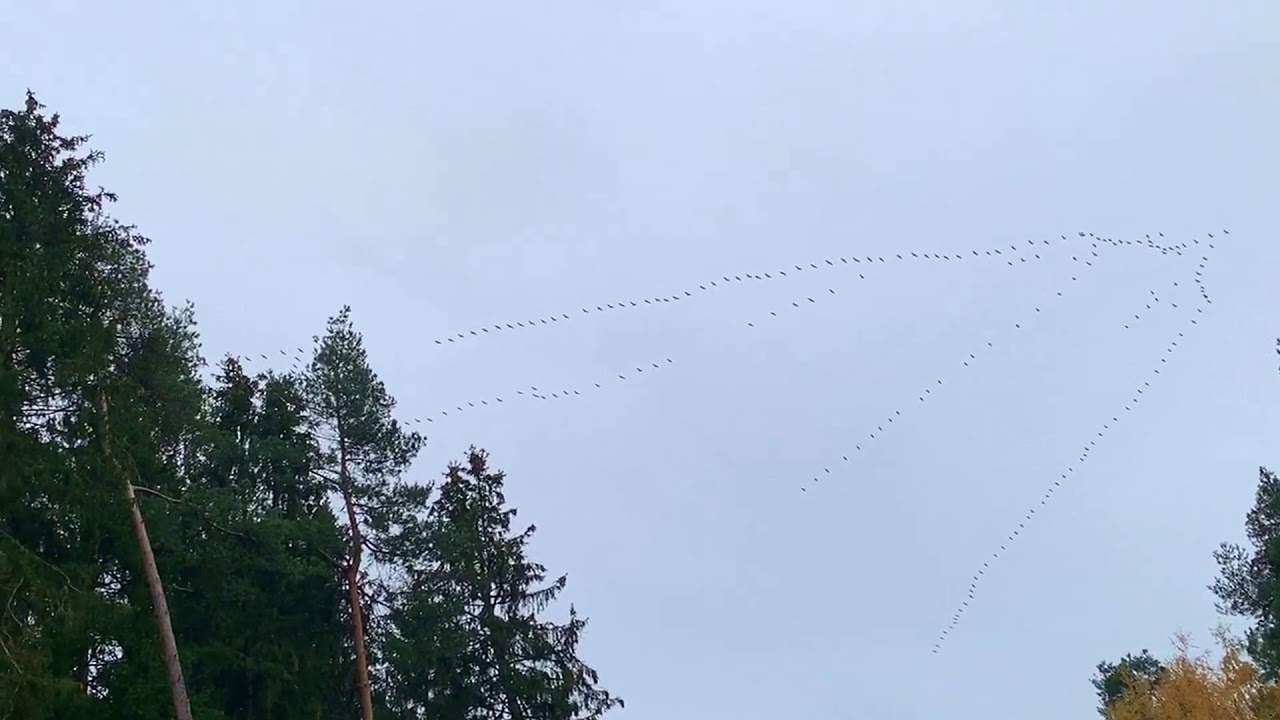 Zugv&ouml;gel | Kranichzug | Ruf der Kraniche | Cranes singing | Vogelzug der grauen eurasischen Kraniche