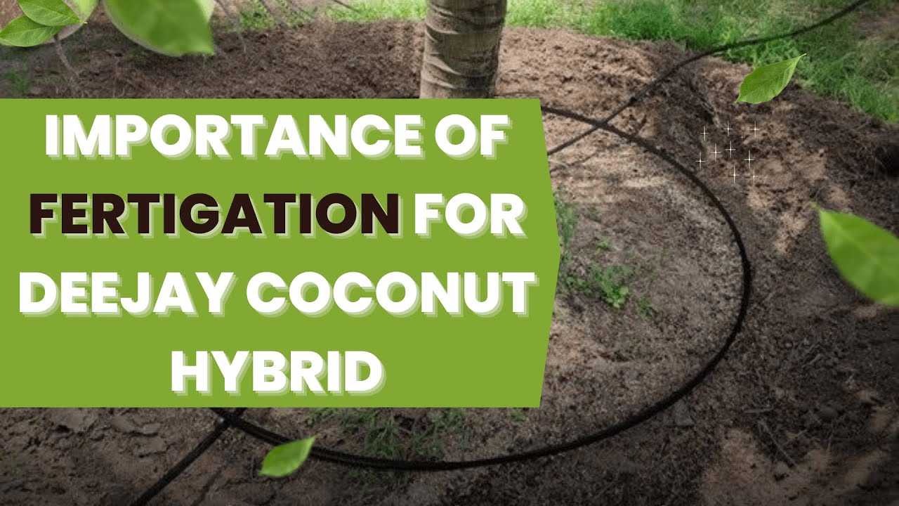 Fertigation Made Simple: Deejay Coconut Hybrids