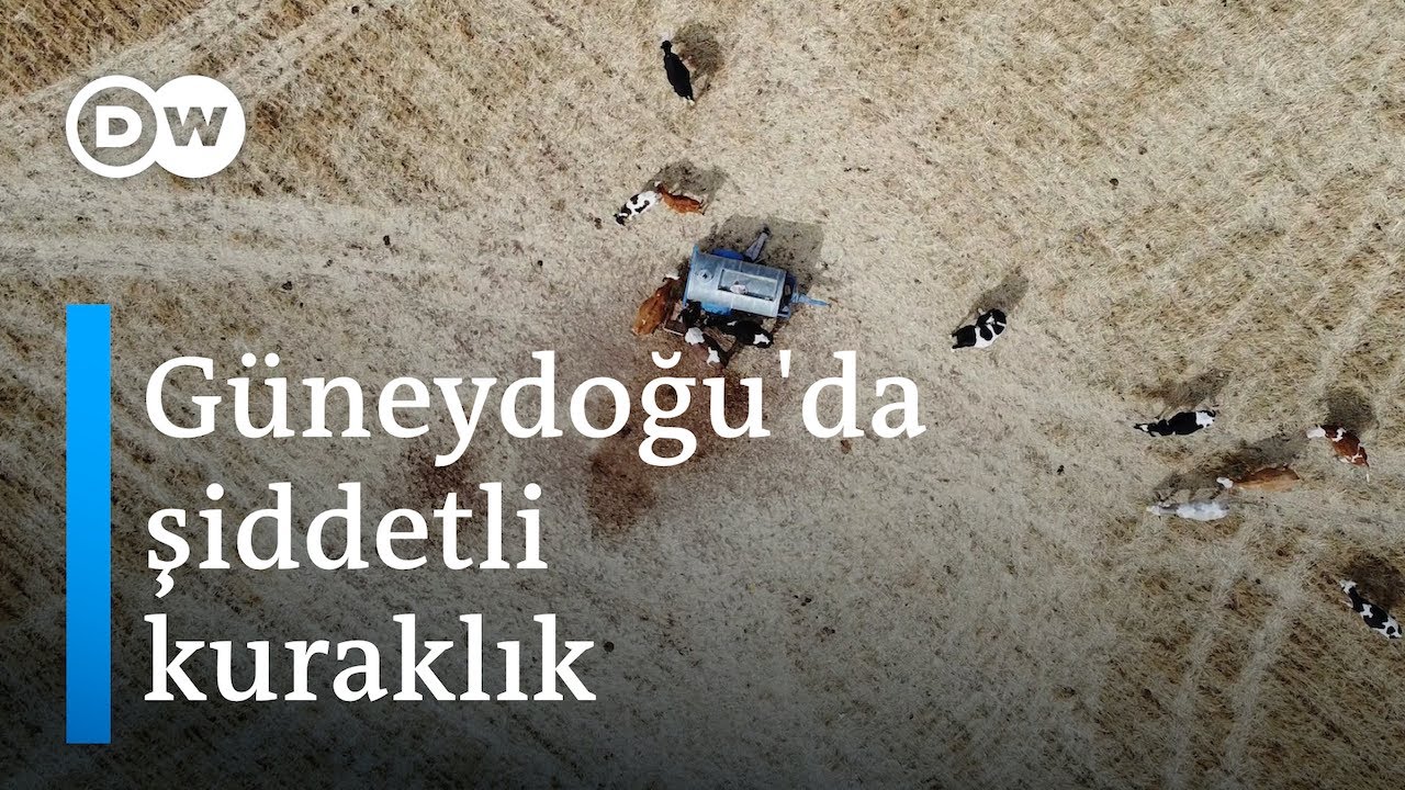 Türkiye'de gıda arzı tehlikesi | Güneydoğu'da ekinlerin yüzde 80’i kurudu - DW Türkçe
