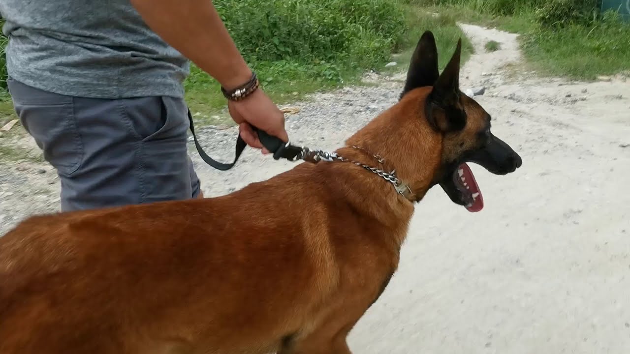 Asong Malakas Manghila At Mang Damba | Pablo the Belgian Malinois | 2nd session