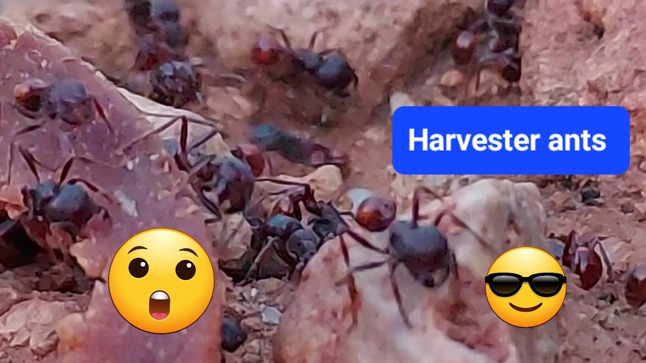 Harvester ants 😲😎