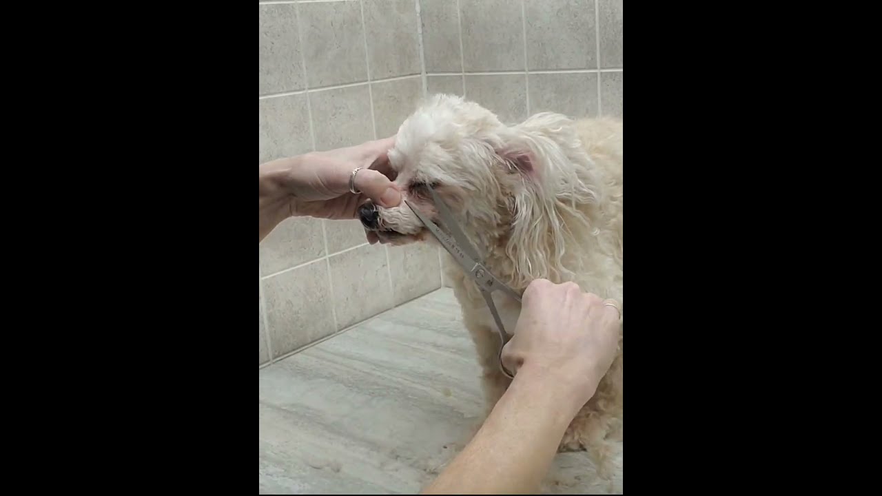Senior Maltipoo face trim with scissors, dog grooming without restraints