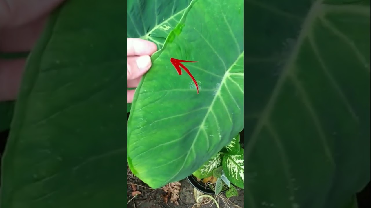 Taioba. Saiba a diferen&ccedil;a dela entre outras plantas parecidas. Esta &eacute; a comest&iacute;vel. #taioba