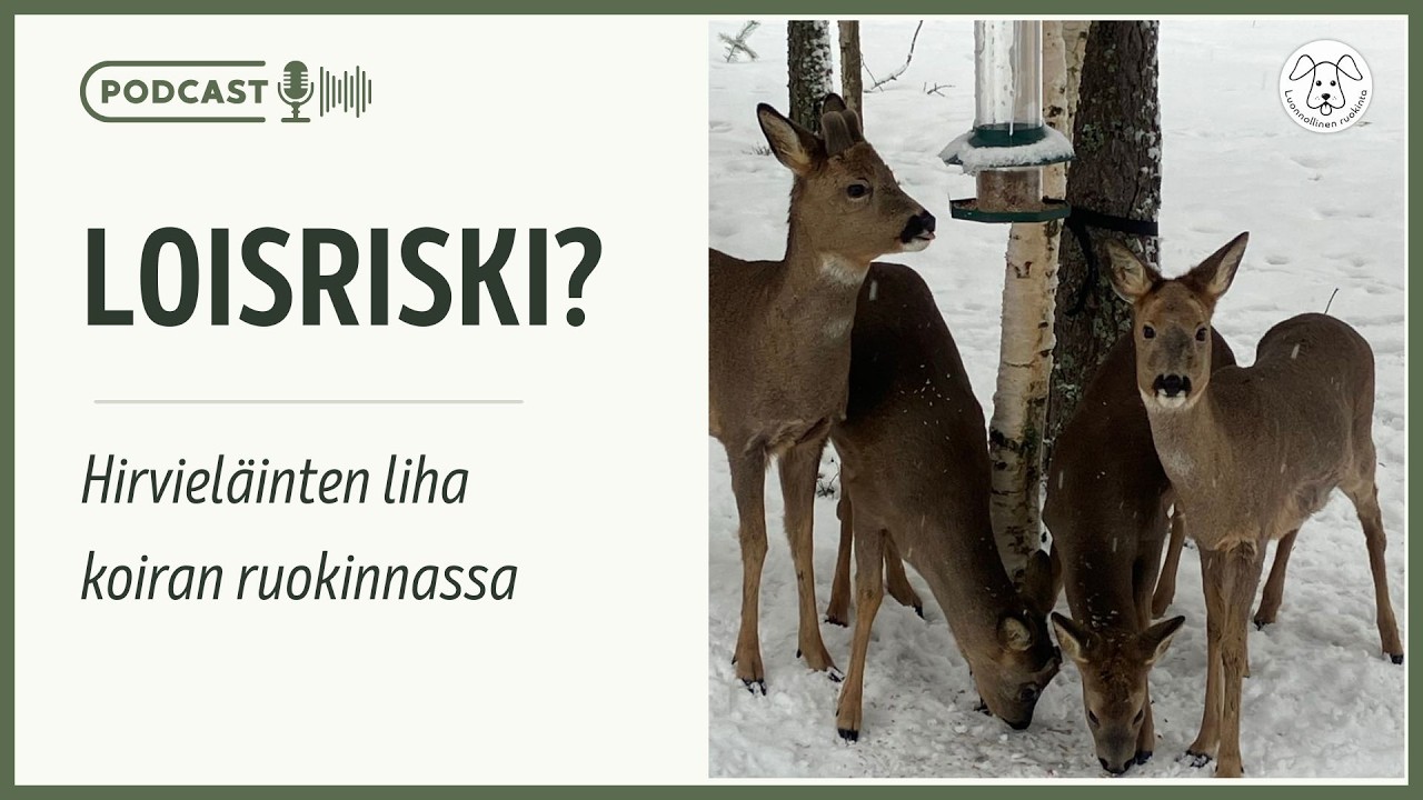 Onko hirvenliha turvallista koiralle raakana? Faktaa ekinokokista | Podcast