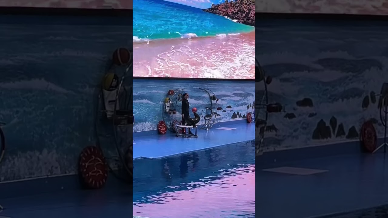 Dubai seal show | Dolphinarium| Creek park | Dubai days| Reels| AbhiJo