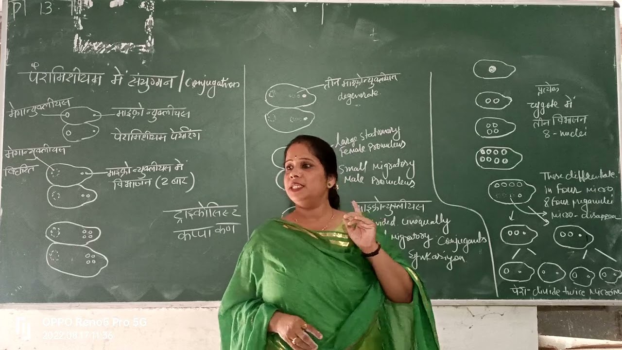 पैरामीशियम में संयुग्मन / Conjugation in Peramecium