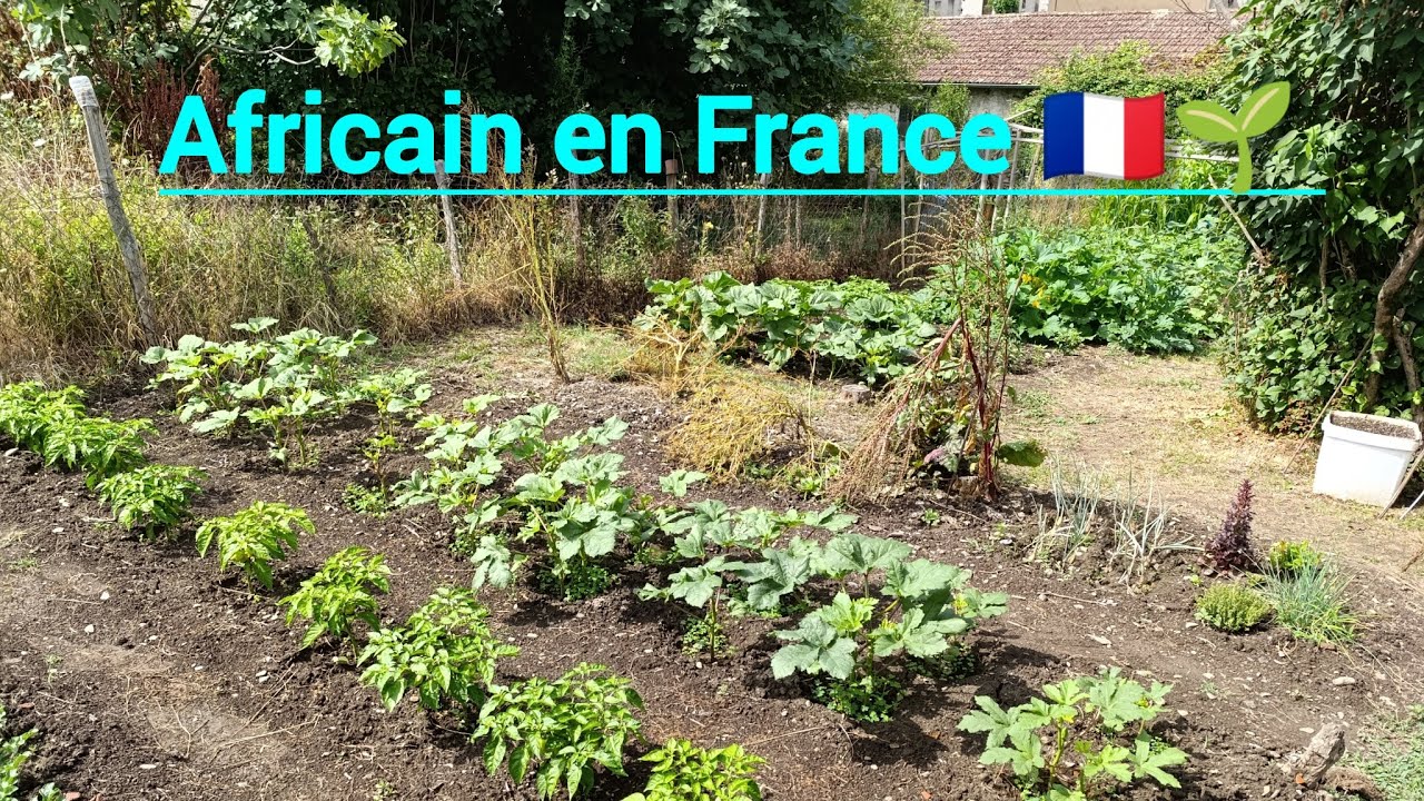 Africain en France : mon secret pour un potager productif
