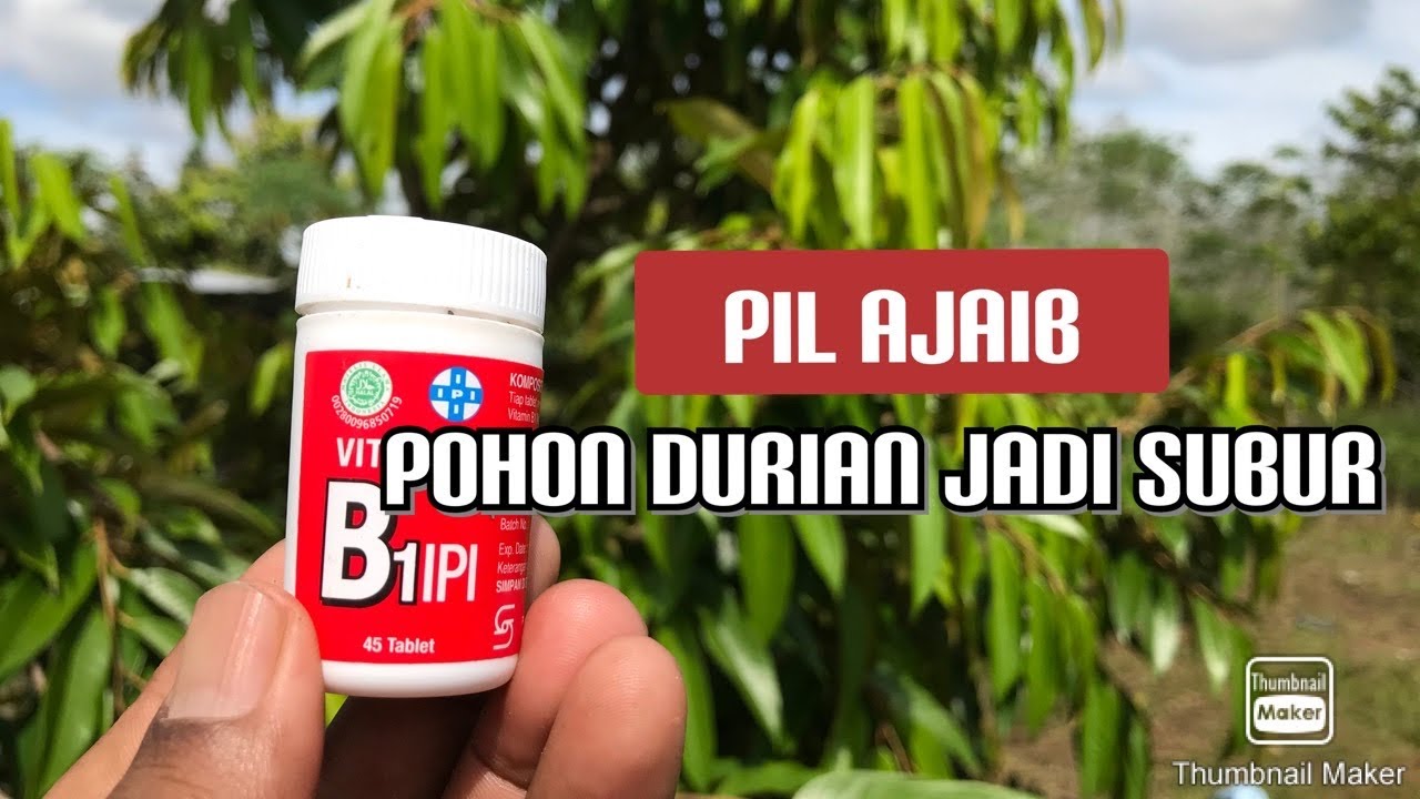 Pil Ajaib Ini Buat Pohon Durian Jadi Subur