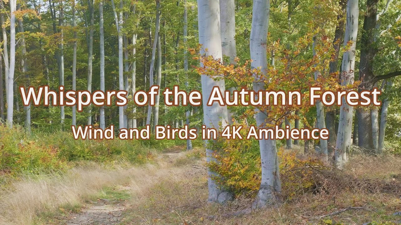 Autumn Beech Forest – Wind and Birds | 4K Ambient Nature Video