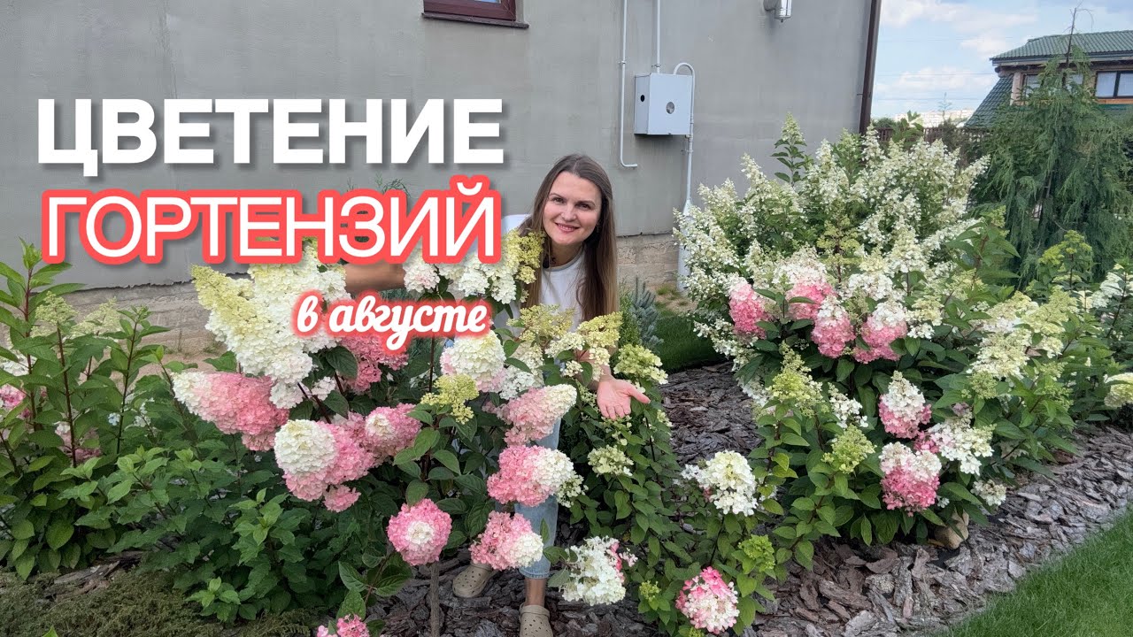 Цветут гортензии в середине августа 2025 ! 