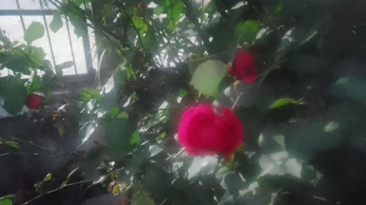 Pooja Thakur 98 is live! 4 hjar Ghante ka wachtime pura kre 5 din me friends 🙏