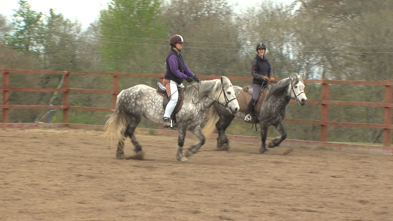 Rehomed World Horse Welfare Highland Ponies help RDA