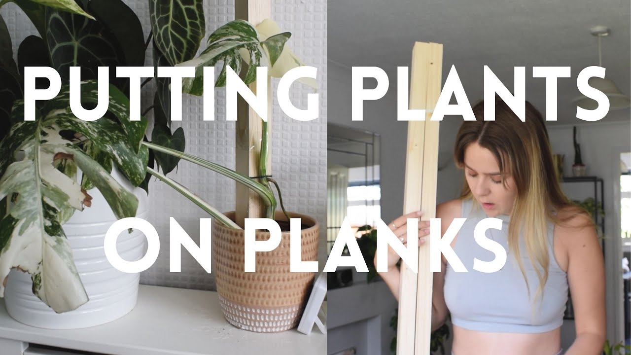 Putting my plants on planks!