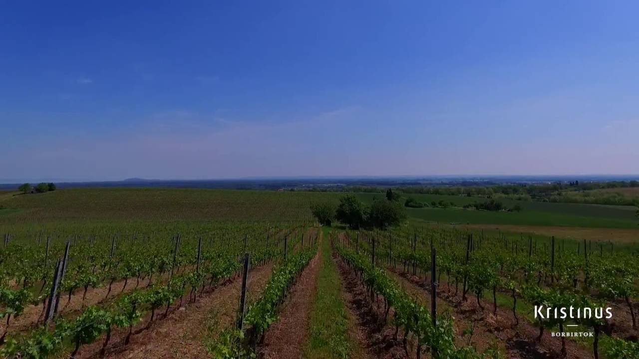 Kristinus Borbirtok - Pincekulcs a ny&aacute;ri Balatonhoz / Cellar key to summertime Lake Balaton