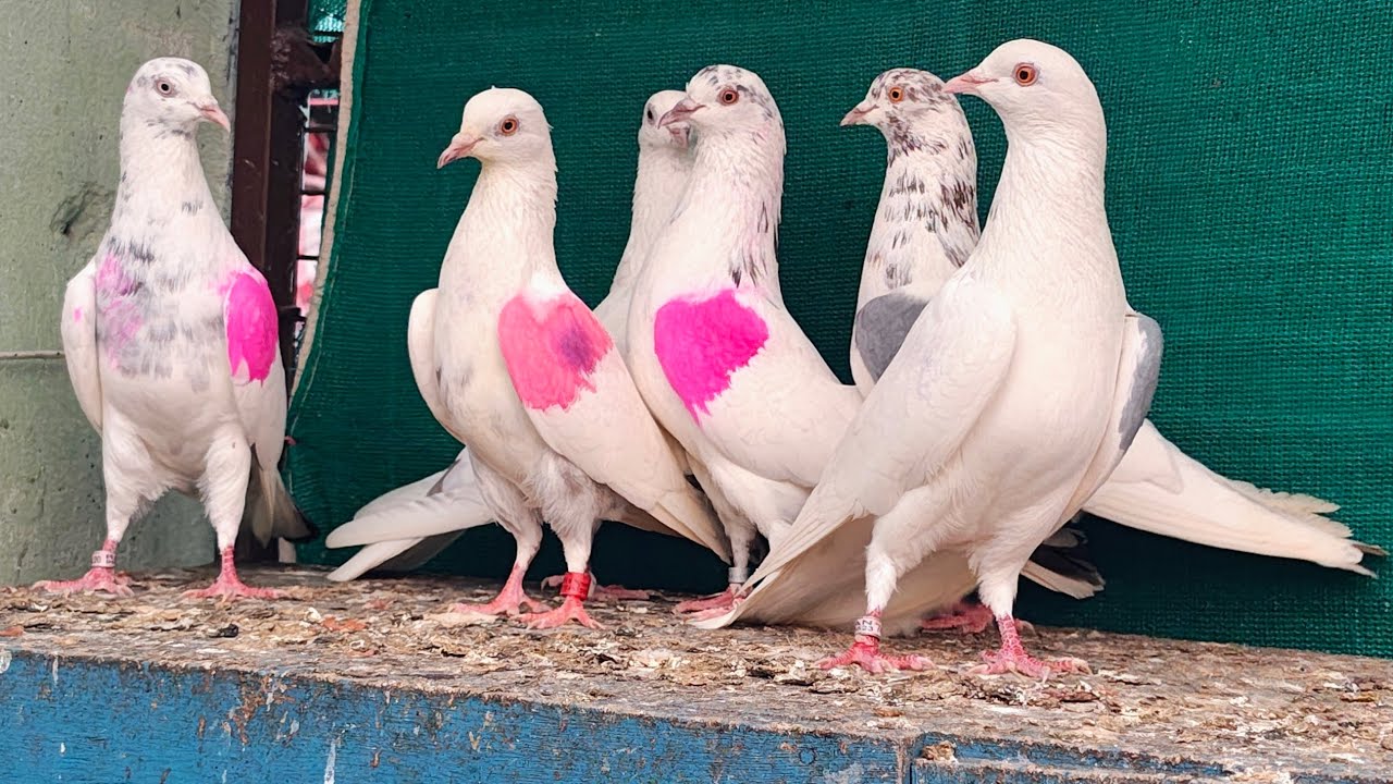 punjabi malwai breding pair bloodline bale resulted 9814122371 @jantaalamgroup2433