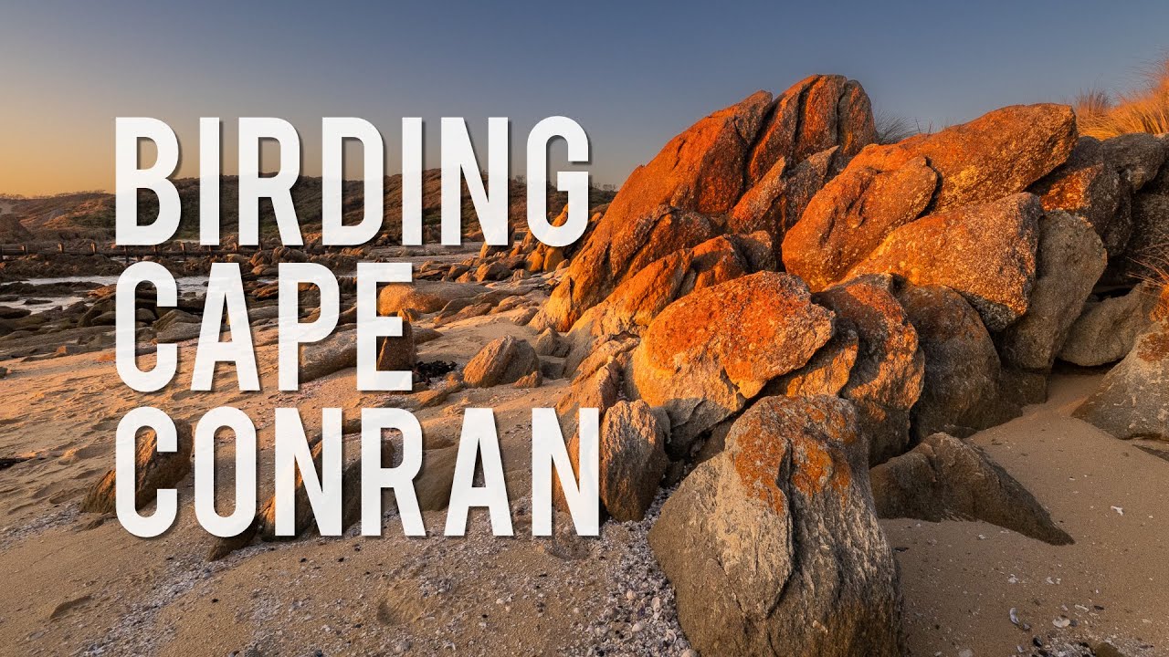 Cape Conran: A Bird Photography Paradise!