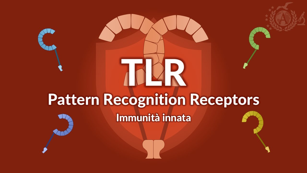 Immunità innata - Patter Recognition Receptor di membrana : Toll-Like Receptors (TLR) - IMMUNOLOGIA