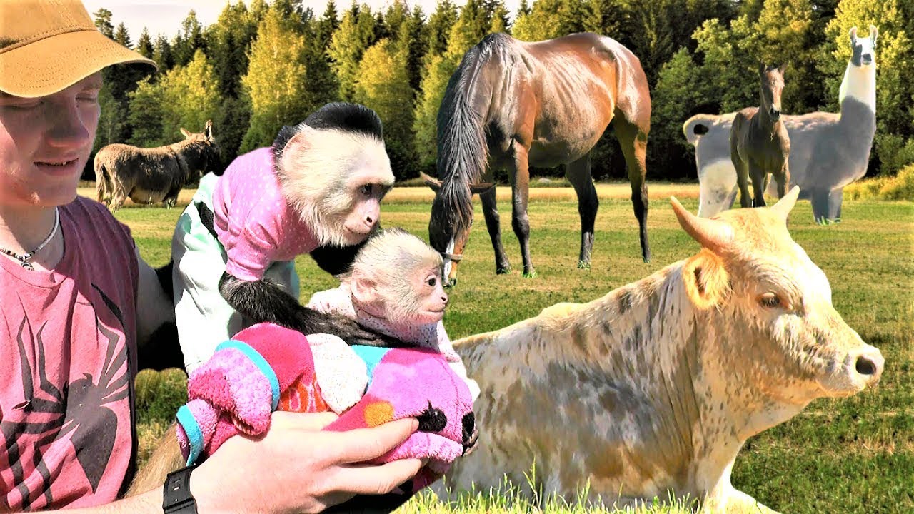 Baby Monkey Sees Farm Animals for the First Time!