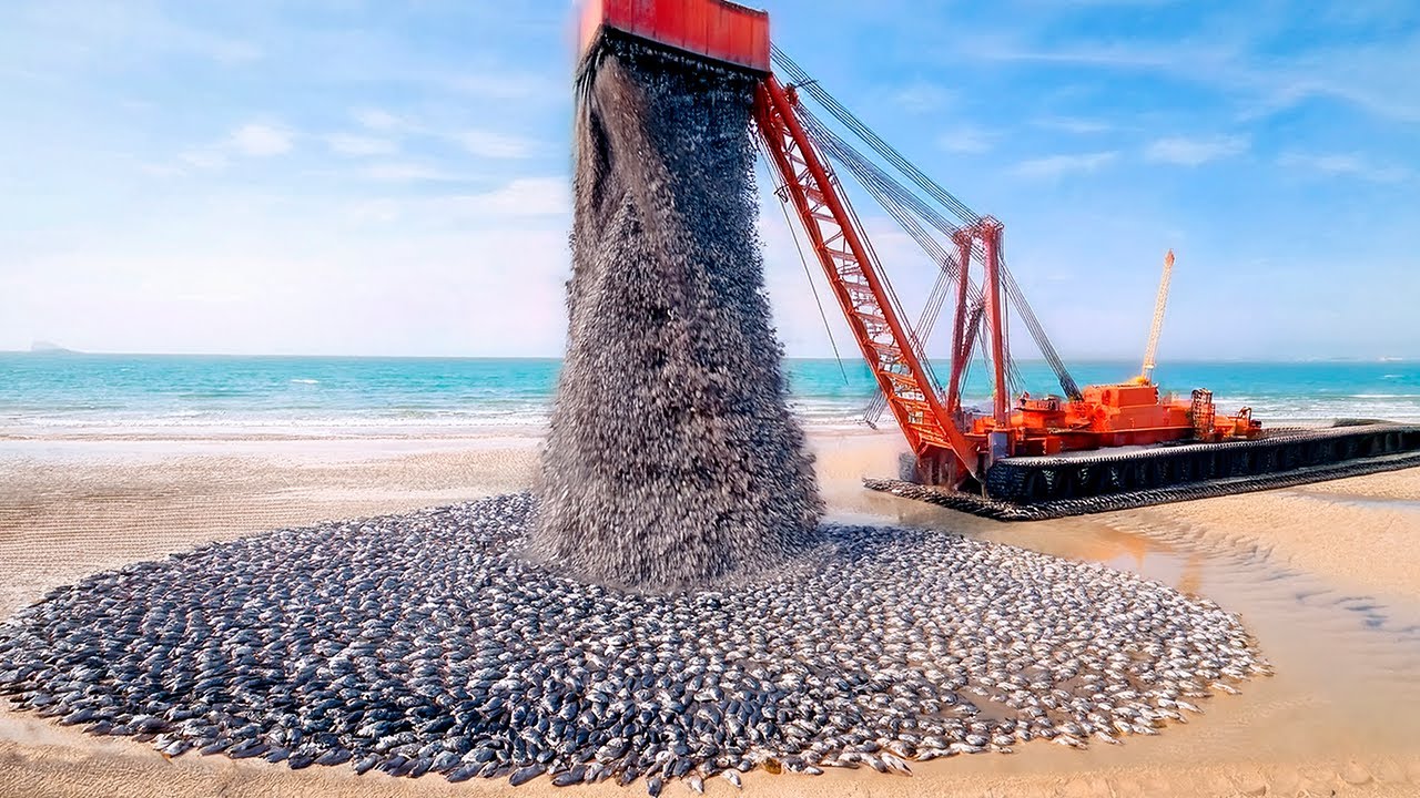 U.S. Covered the Entire Chesapeake Bay Beach With Millions of Oyster Shells, and Result Was Amazing