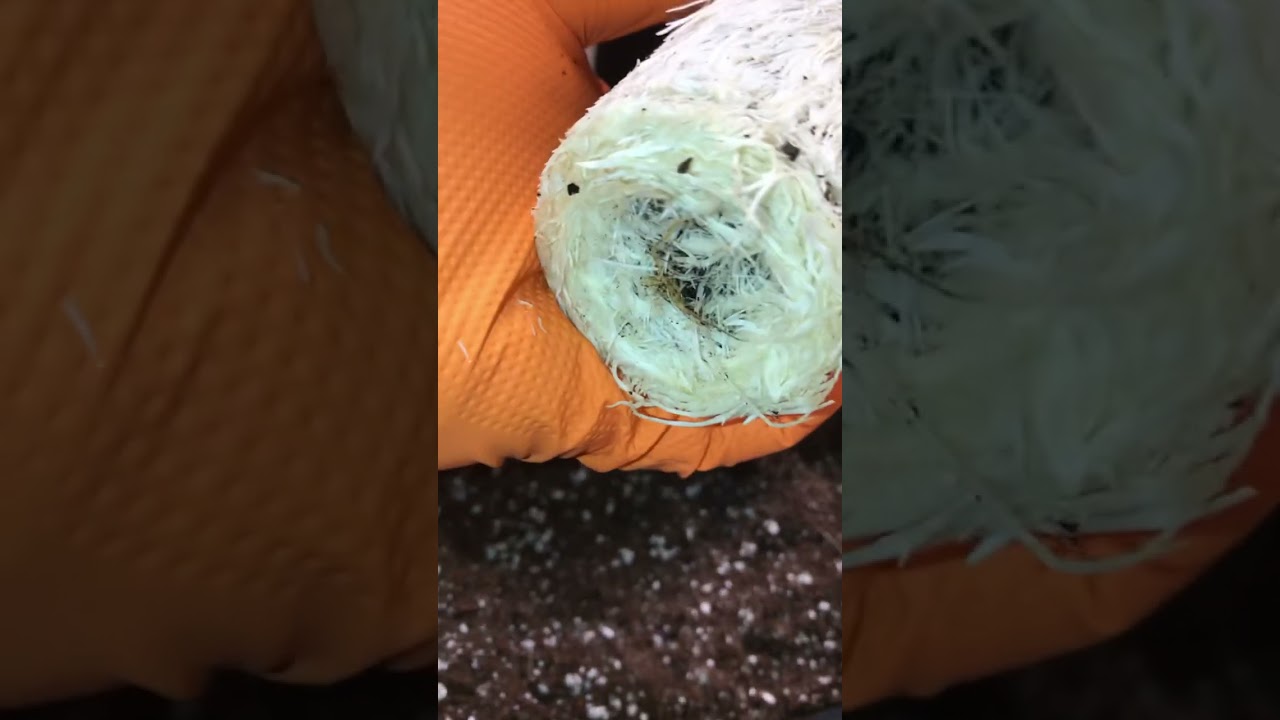 Healthy cannabis roots