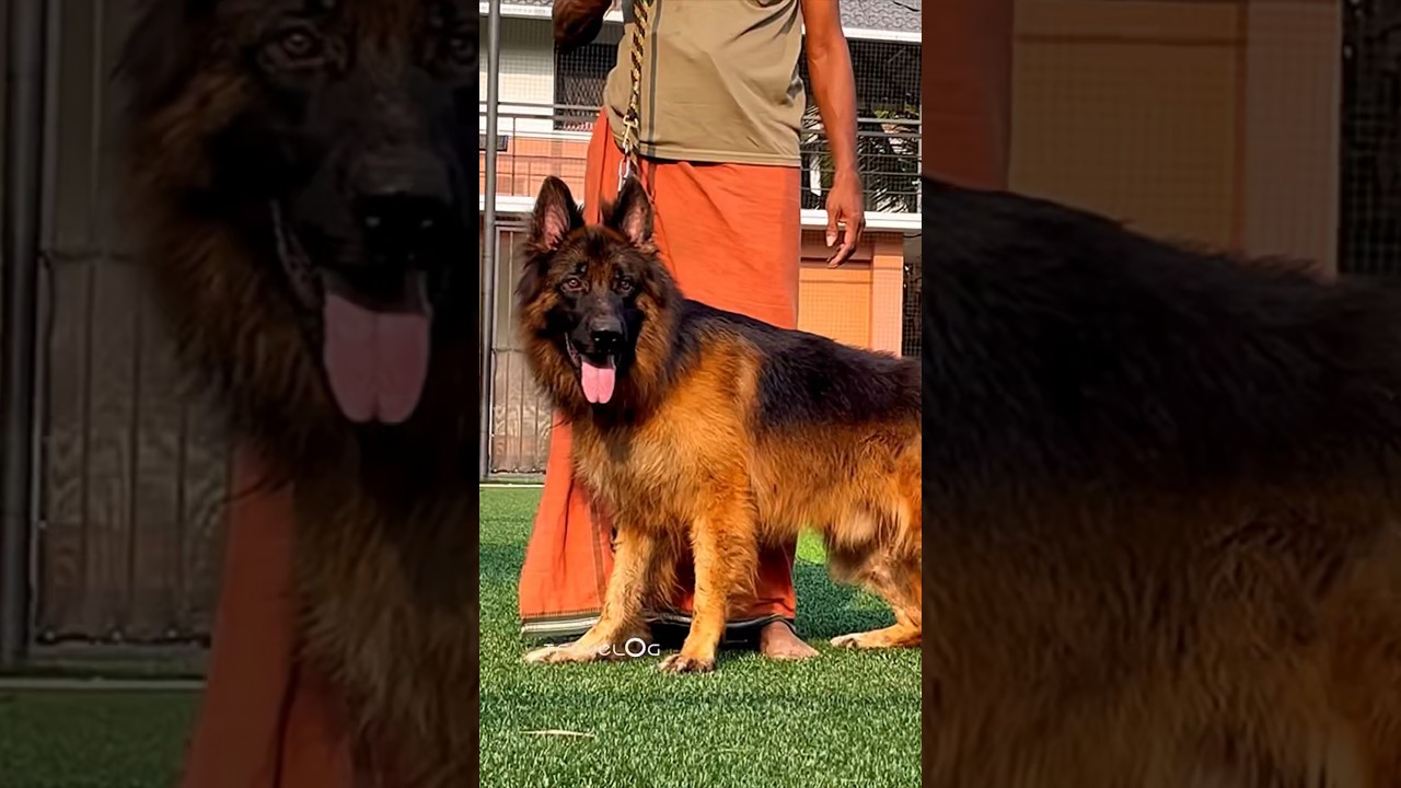 German Shepherd ⚡️ Alsatian