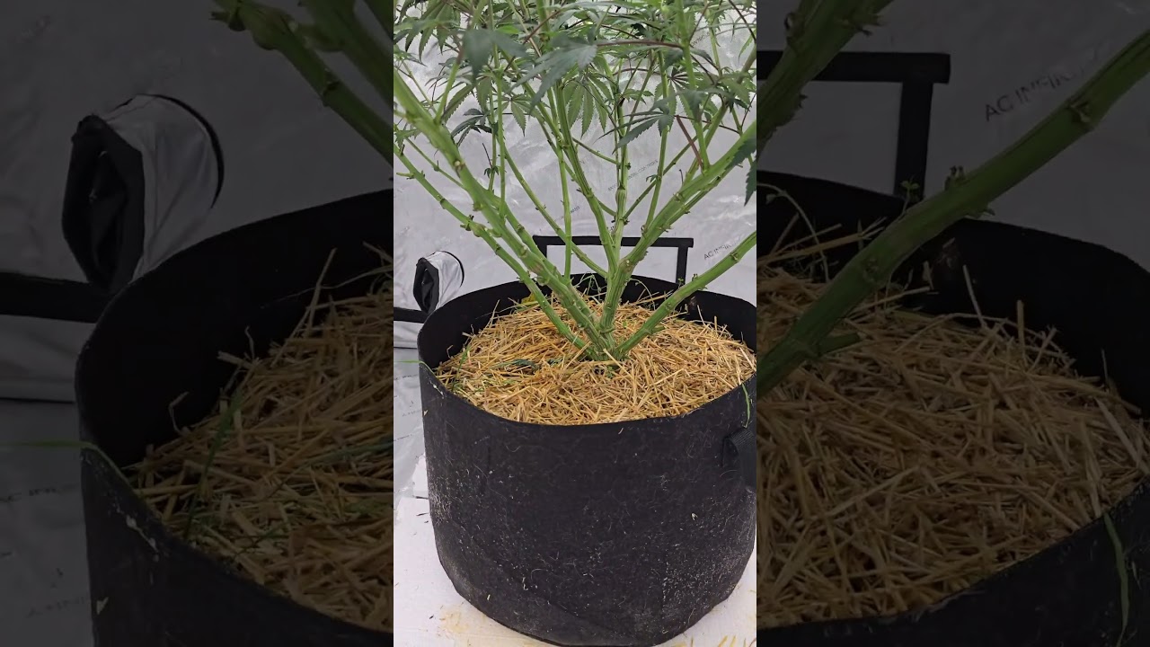5x5 Update - ~2-3 weeks into flower