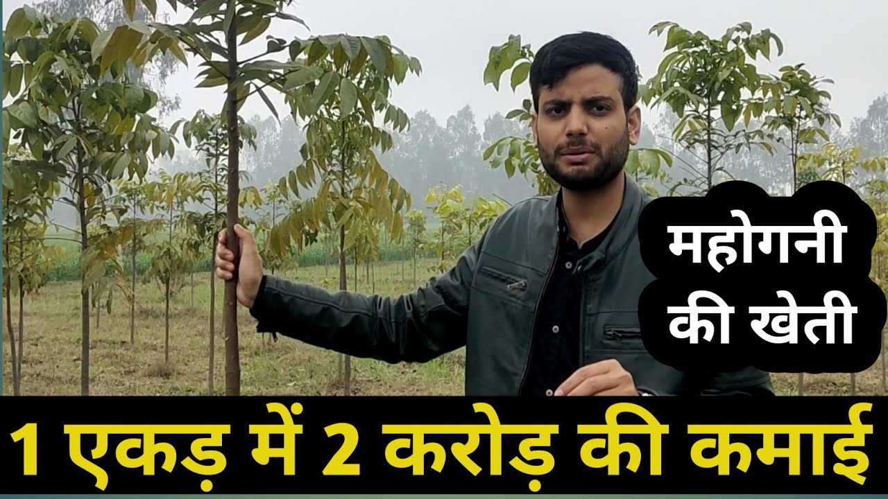 1 एकड़ जमीन से 2 करोड की कमाई करें, महोगनी की खेती कैसे करें, mahogany farming, new business idea