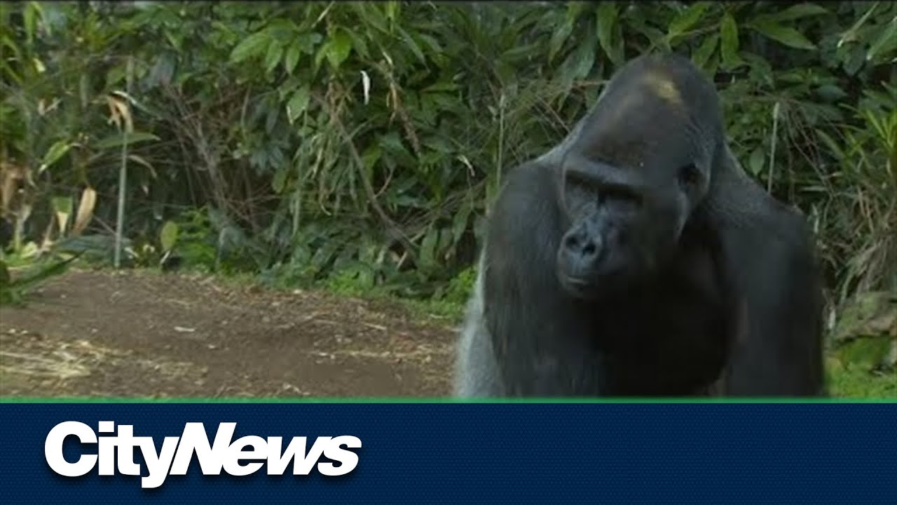Save gorillas with your cell phone