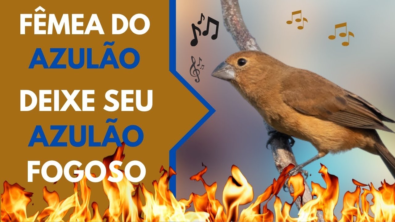 FÊMEA do AZULÃO Chamando e Piando | Esquente seu AZULÃO