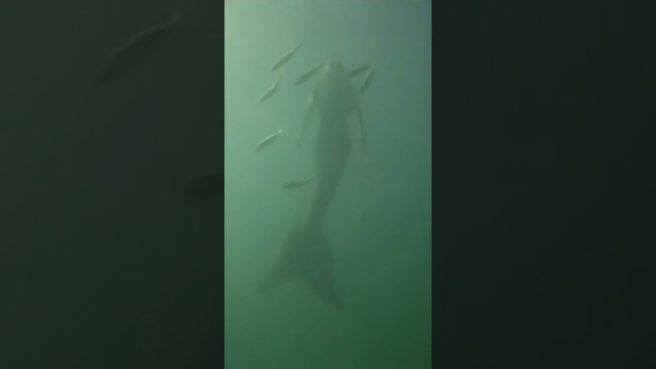 Shark CATCHES mermaid on camera 😱