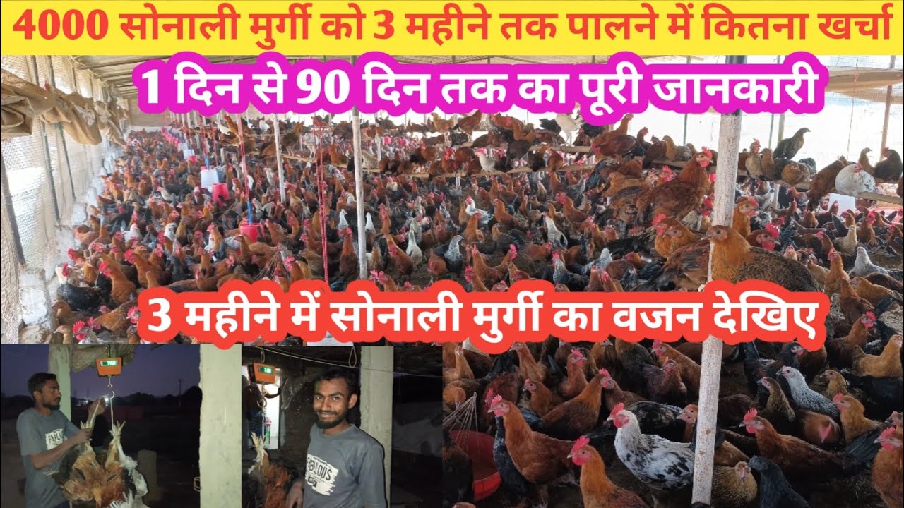 3 महीना पूरा हो गया सोनाली मुर्गी का || कितना चारा खा कर कितना वजन आया || 1 से 90 दिन तक जानकारी