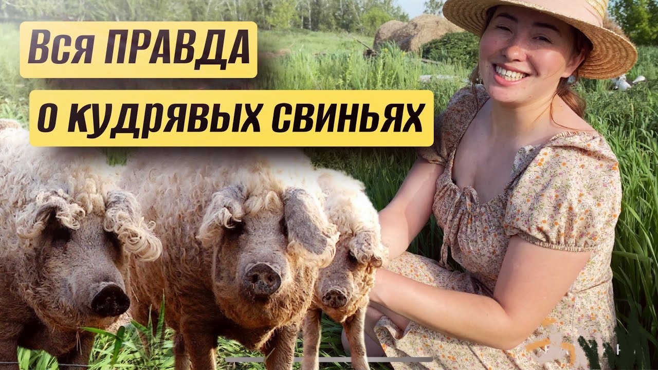 Свиньи Венгерская-Мангалица: мифы или реальность? Наш ТРЕХЛЕТНИЙ опыт