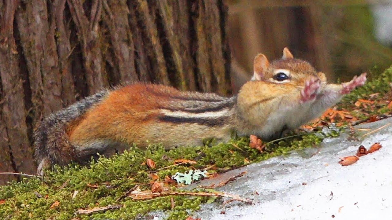 겨울잠에서 깨어난 주니가 돌아왔다! (2020년) Chipmunk Joony Awakens From Winter Sleep In 2020