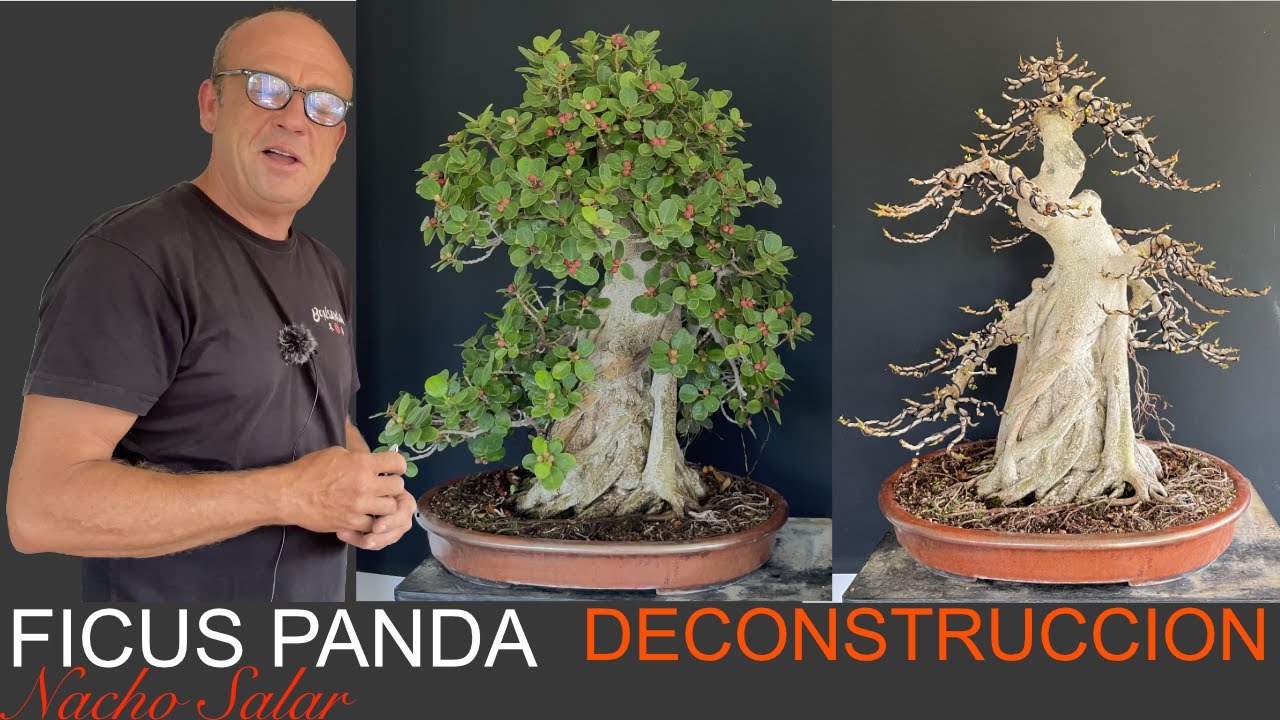 Ficus Panda Deconstrucción. Nacho Salar