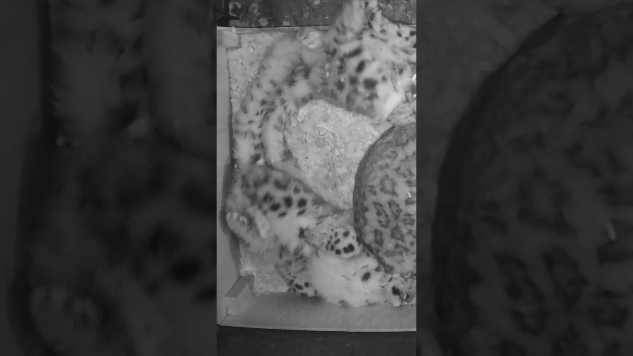 Snow leopard cubs update: still cute! 🥰 #snowleopard #cubs #cuddles #bedtime #cute