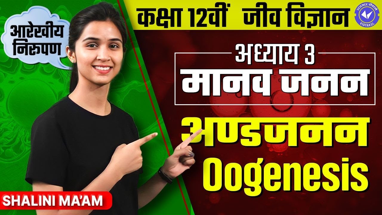 अण्डजनन (आरेखीय निरूपण) | मानव जनन | Class 12 Biology Chapter 3 By Shalini Maam | NCERT Hindi Medium