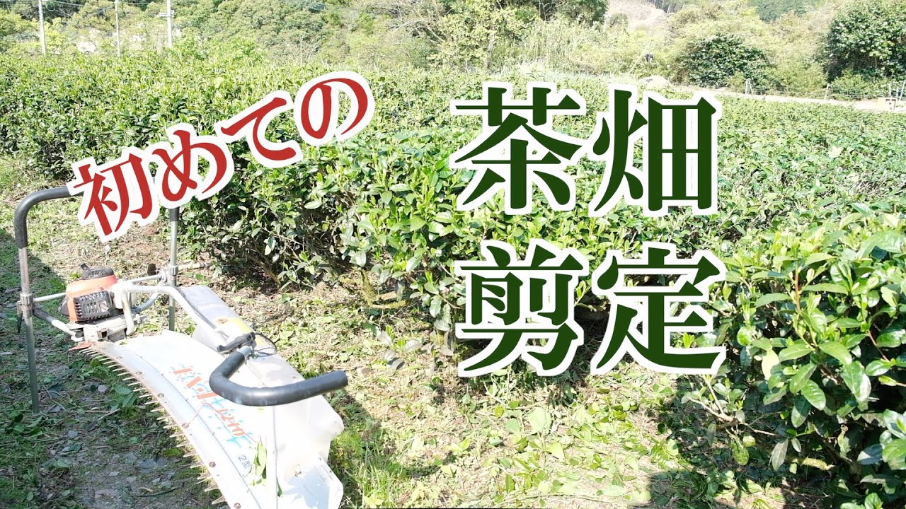 10年間放置された茶畑を再生する - 初めての茶畑剪定 - | Revival of the Tea Field - The Pruning of Beginners -
