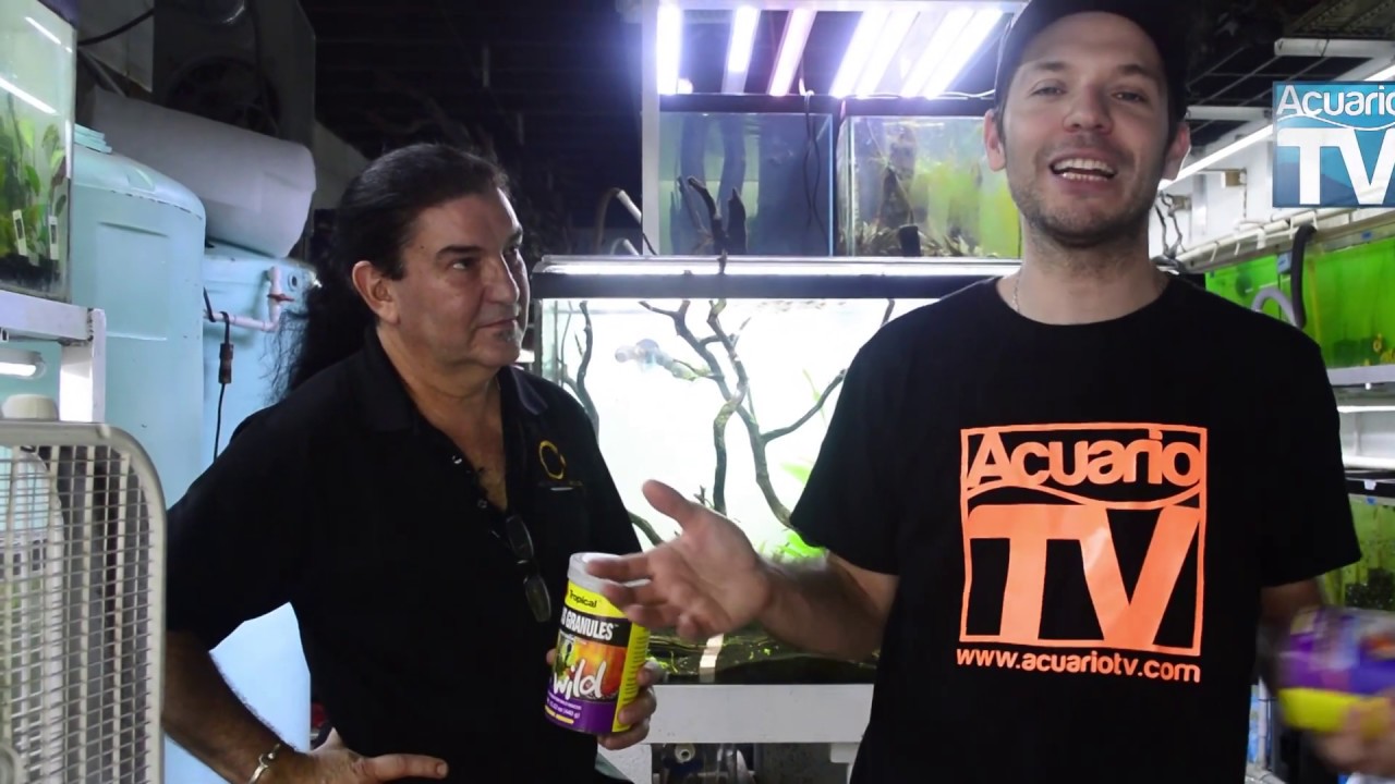 Acuariotv en el Criadero jack watley discus , Miami, Usa. parte 2 de 2