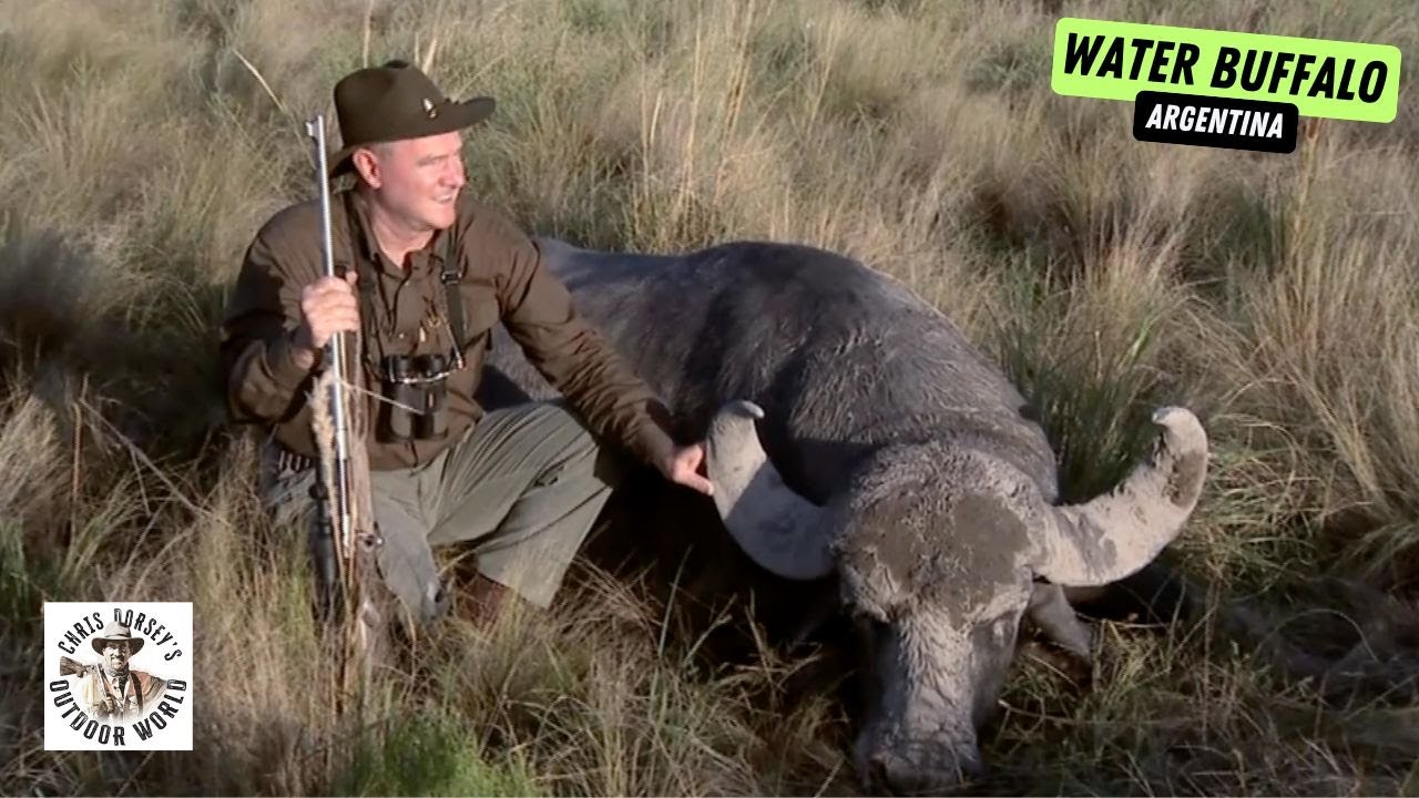 Wild Hunt for Tough Water Buffalo in Argentina