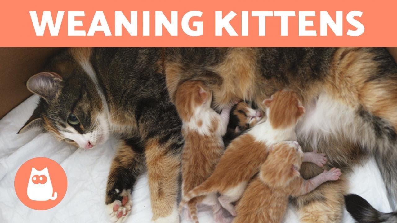 WEANING KITTENS - Both with Mother and Bottle Fed