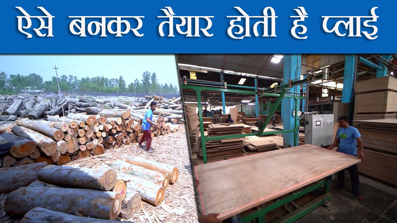 Making of Plywood देखिए No 1 Ply Wood Industry शाहजहांपुर में | Shahjahanpur | Wood | Nehatiwari