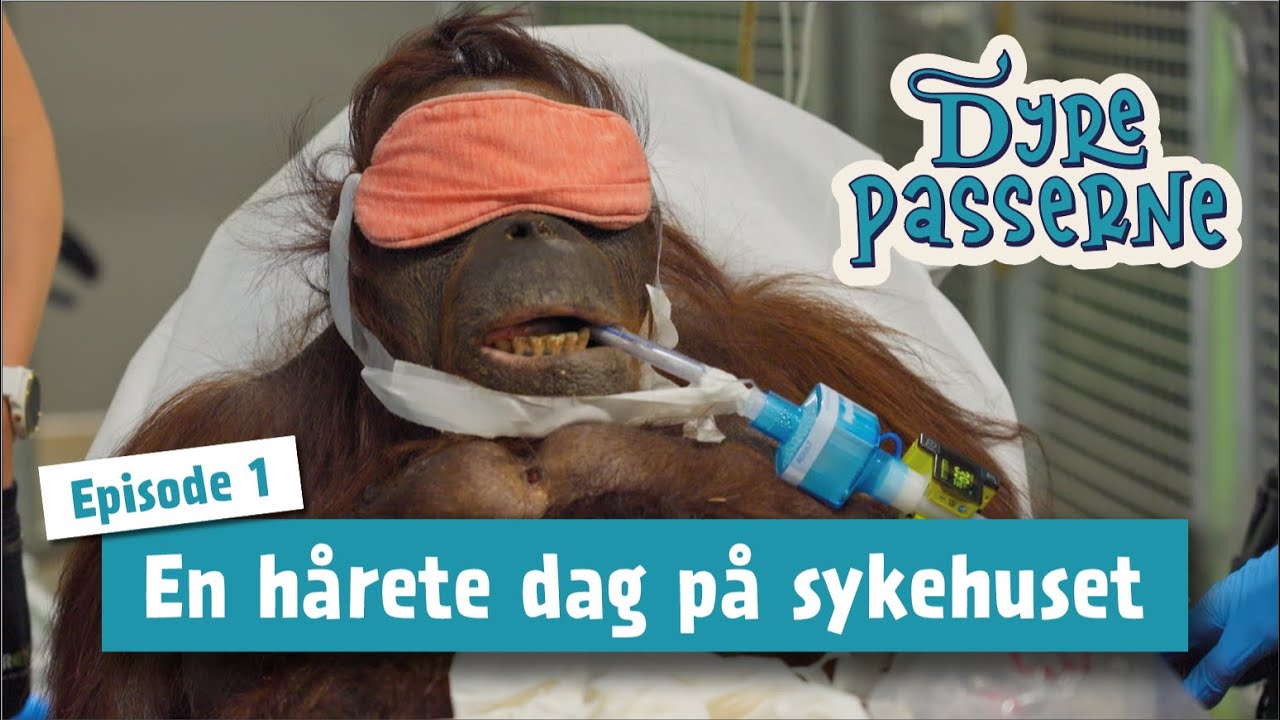 En h&aring;rete dag p&aring; sykehuset - Dyrepasserne S15 E01