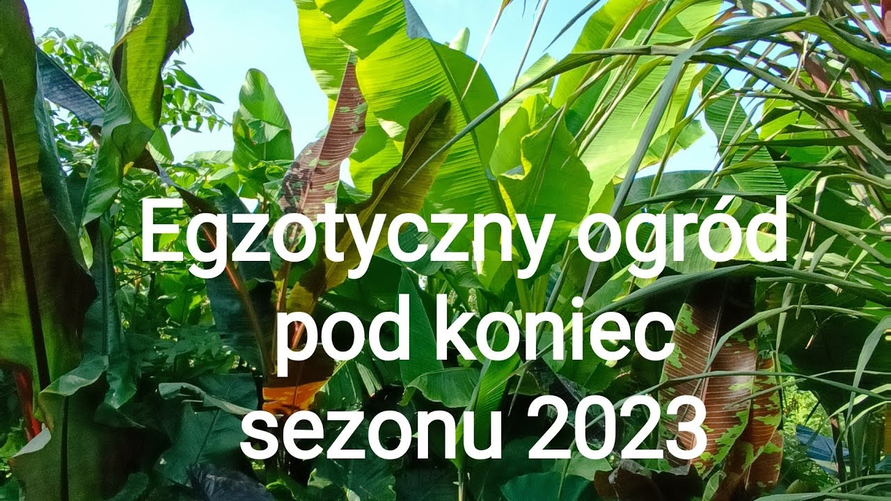13#🌱 Egzotyczny ogród pod koniec sezonu 2023. Banany, kolokazje i alokazje w ogrodzie
