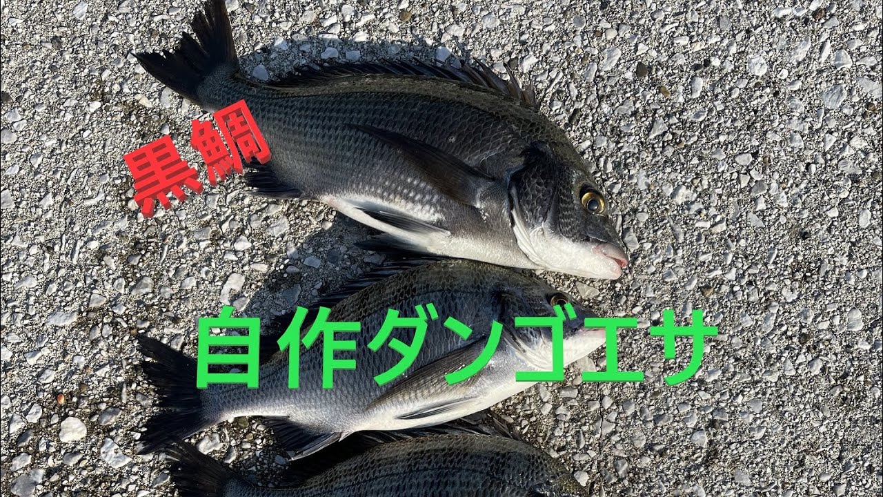 黒鯛（チヌ）ウキダンゴ釣り用ダンゴ餌を作る①