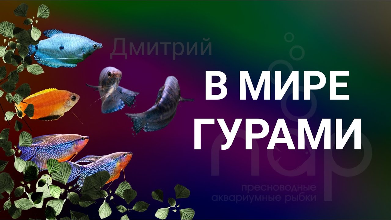 В мире гурами.