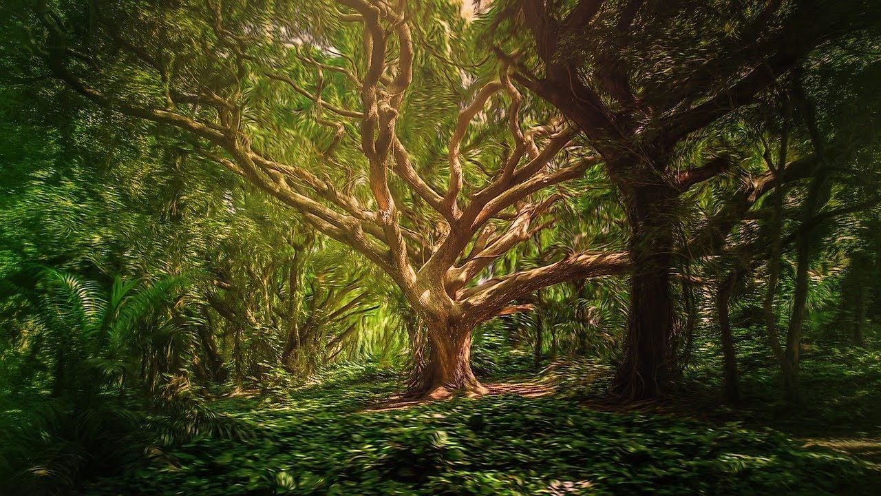 🌿 Paseo Relajante por el Bosque con M&uacute;sica Suave 🍃 Sinton&iacute;as y Naturaleza para Calmar la Mente