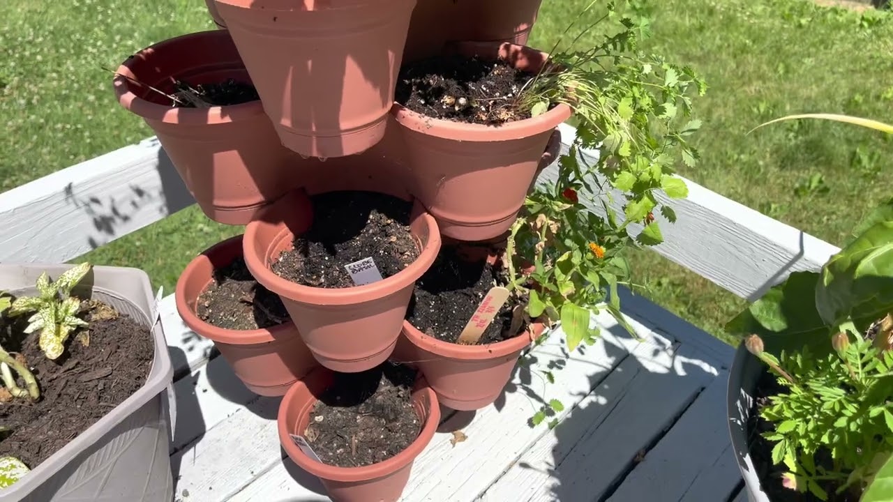 Container Garden Update | The New House