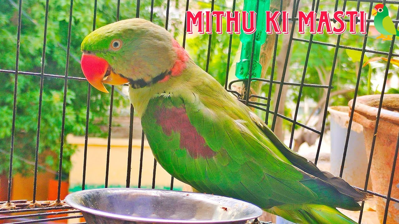 मिट्ठू की मस्ती