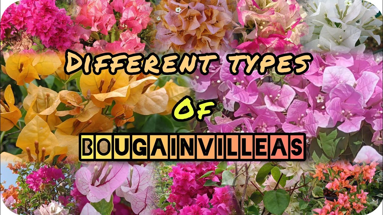 Bougainvillea varieties.. 😍